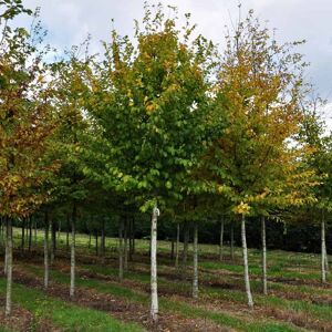 Carpinus betulus 16-18 EHS